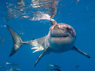 В Приморье поймали огромную акулу-катрана