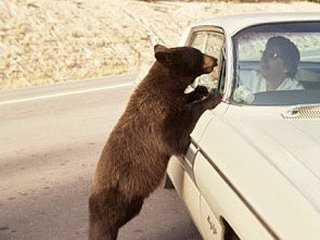 Медведи выпрашивают сгущенку у водителей