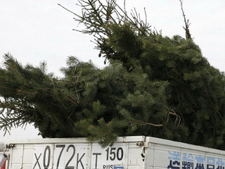 В Абакане задержан грузовик с "нелегальными" елками