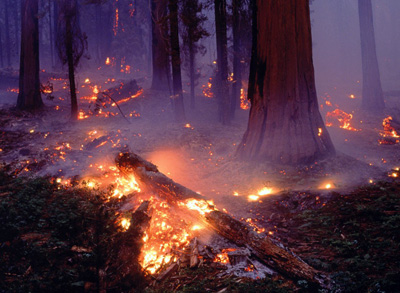 Три лесных пожара  произошли в республике на этой неделе