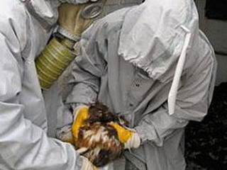 В Хакасии появилась угроза возникновения птичьего гриппа