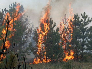 В  Хакасии значительно снизилось число лесных пожаров