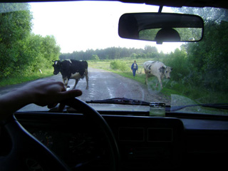 На трассе "Енисей" водитель сбил корову