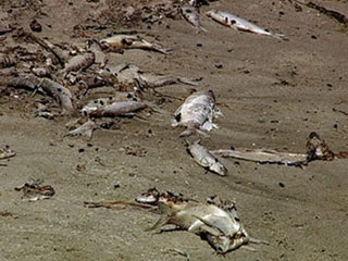 В Красноярске зафиксирована массовая гибель рыбы