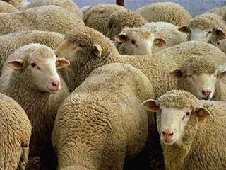 Животноводы Аскизского района получили 1600 тувинских овец
