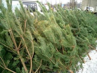   Для главной новогодней елки Абакана понадобятся 260 пихт