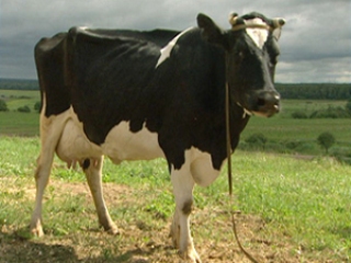 У должника из Хакасии хотят отобрать коров