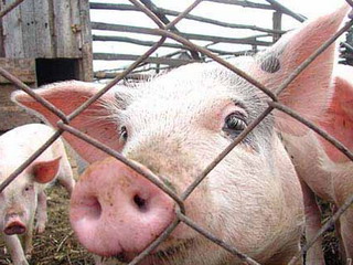 В Хакасии создадут спецотряд по профилактике африканской чумы свиней