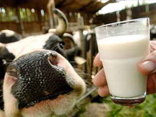 Молоко ночной дойки поможет одолеть бессонницу