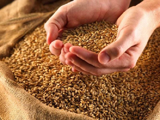 В Хакасии завершили уборку зерновых