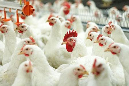 В Хакасии на птицефабрике выявлены многочисленные нарушения