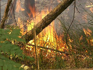 В выходные в Хакасии горел лес