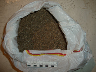Житель Хакасии заготовил на зиму 11,5 кг марихуаны