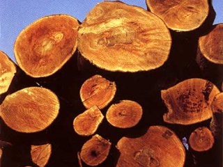 Большая часть добытой древесины не уходит за пределы Хакасии