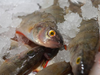 В 2012 г. Хакасия выйдет на рынок рыбной продукции
