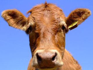 В Хакасии корова спровоцировала ДТП