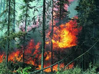 В сентябре в Хакасии лес горел 11 раз
