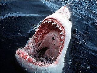 Сибирских путешественников атаковала акула
