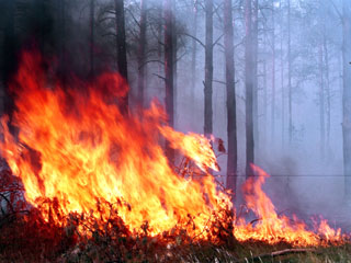 Из-за грозы в Хакасии загорелся лес