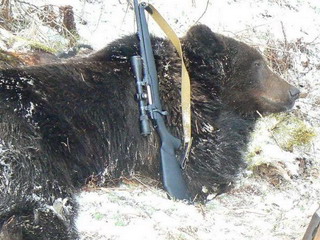 В Красноярском крае задержан браконьер, убивший трех медведей