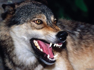 За убитых волков в Хакасии выплатили уже около 370 тыс. рублей