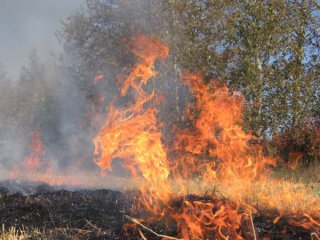 Природный пожар в Туве охватил более 100 га
