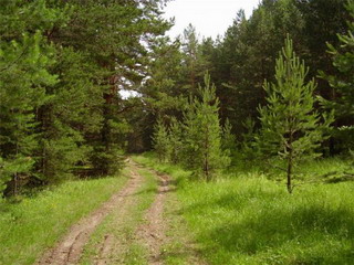 Житель Хакасии погиб в лесу Минусинского района 