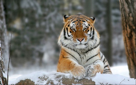 Амурская тигрица научилась лепить снежки (ВИДЕО)