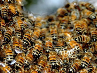  Пчелы зажалили грибника до смерти