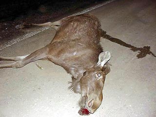  В хакасской тайге задержаны браконьеры, убившие лося
