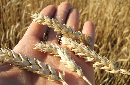 С 1 февраля Россия ввела пошлину на экспорт пшеницы 