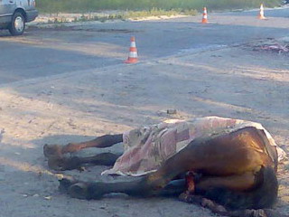 В Хакасии иномарка насмерть сбила лошадь