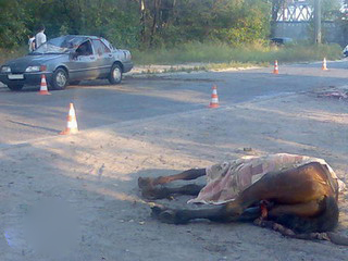 На трассе в Хакасии иномарка сбила лошадь