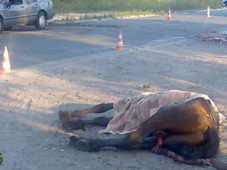В Хакасии молодой водитель сбил лошадь