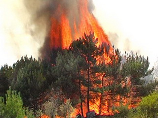 В Хакасии четвертые сутки не удается потушить лесной пожар