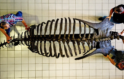 Ученые собрали скелет древнего пернатого динозавра
