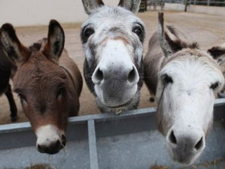 В Хакасии будут разводить ослов, мулов и лошаков