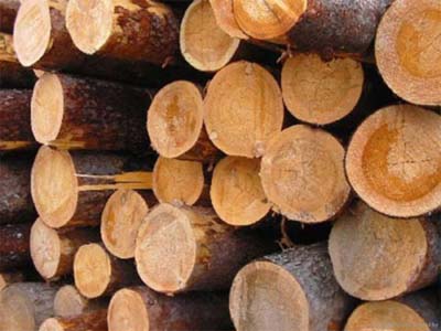 В Хакасии будет создана единая база данных объемов заготовки и оборота древесины