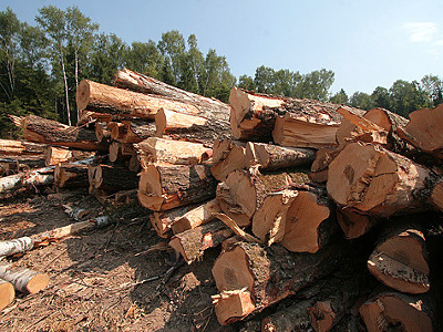 В Аскизском районе идет плановая заготовка древесины