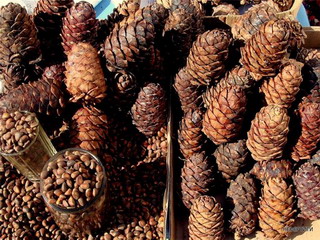 Цены на кедровый орех в Хакасии бьют рекорды