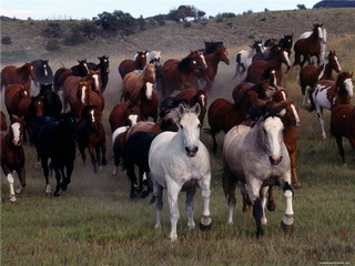 В Хакасии за потраву арестован табун лошадей