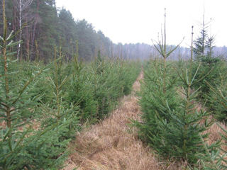В Хакасии появятся плантации новогодних елок