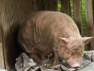 Украинская свинья довела хозяина до смерти