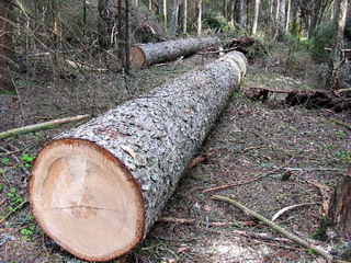 Почти на 40 тыс. рублей оштрафован житель Сорска за вырубку леса