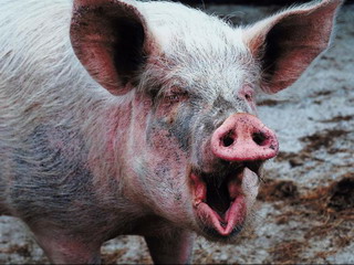 В Хакасии свинокраду грозит до 6 лет колонии