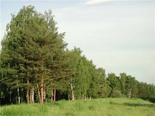 Лесной план Хакасии будет изменен