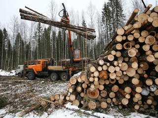 В Хакасии увеличили доход от использования лесов