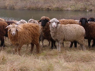 Тува закупит в Монголии 100 тысяч овец