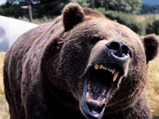 В Красноярском крае медведь загрыз сборщика ягод