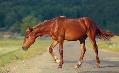 Лошадь стала участницей ДТП в Аскизском районе